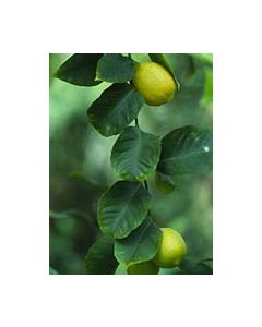 Msa Citrus Limonum 50ml